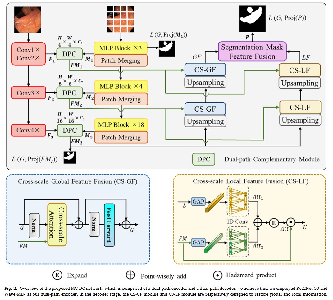 MC-DC: An MLP-CNN Based Dual-path Complementary Network for Medical ...